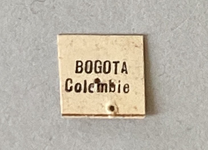 Castnia cacica cacica Labels.jpeg