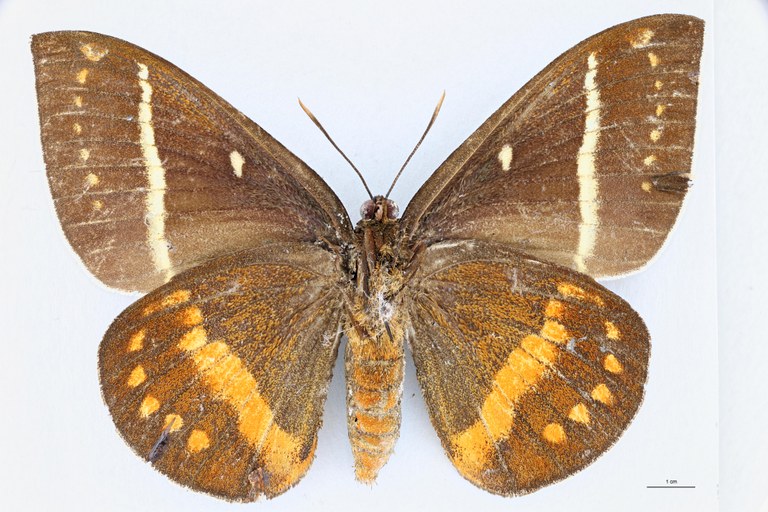 Castnia cacica cacica V.jpg
