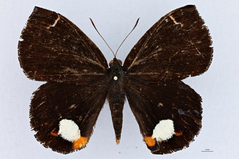 Castnia hodeei kruegeri F D.jpg