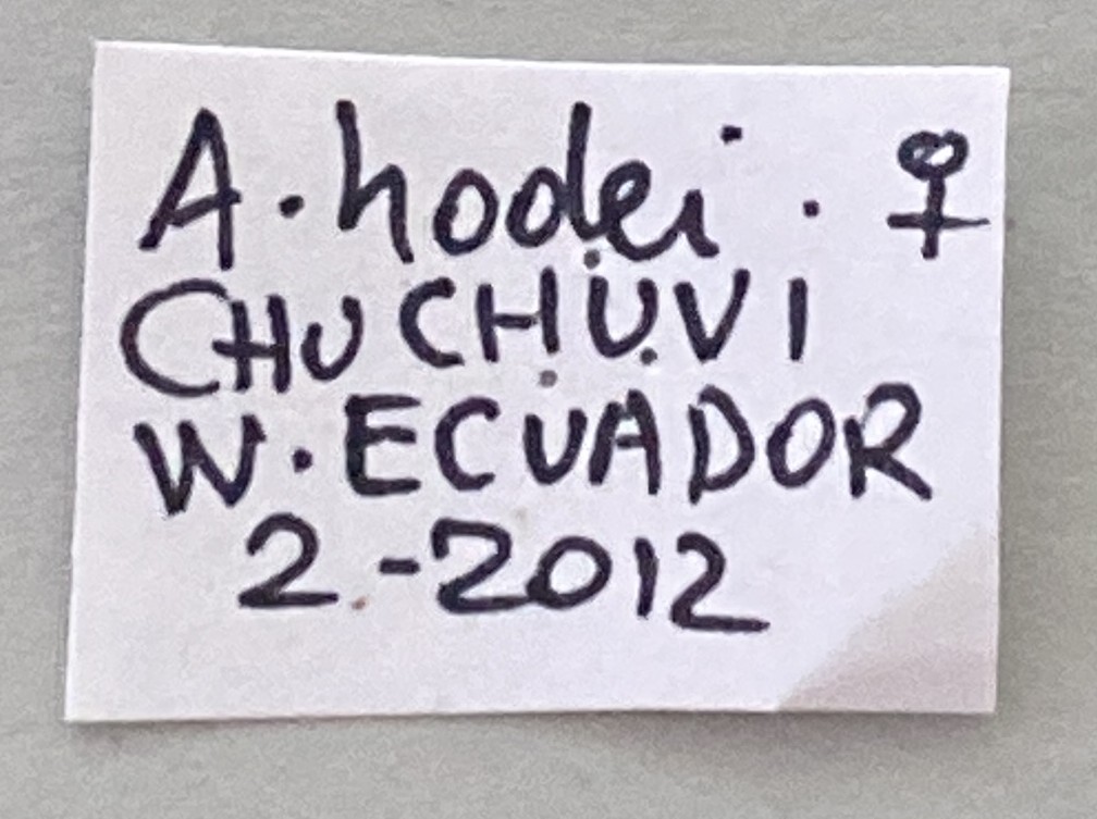 Castnia hodeei kruegeri F Labels.jpeg