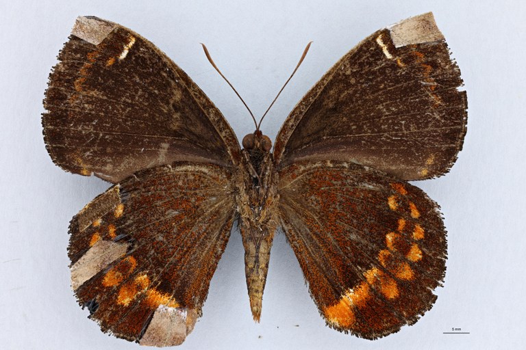 Castnia hodeei kruegeri F V.jpg