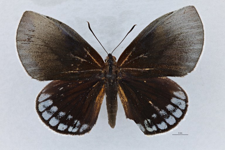 Castnius asteropoides D.jpg