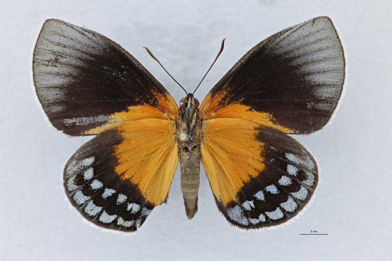 Castnius asteropoides V.jpg