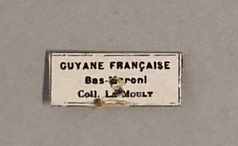 Corybantes pylades Labels.jpeg