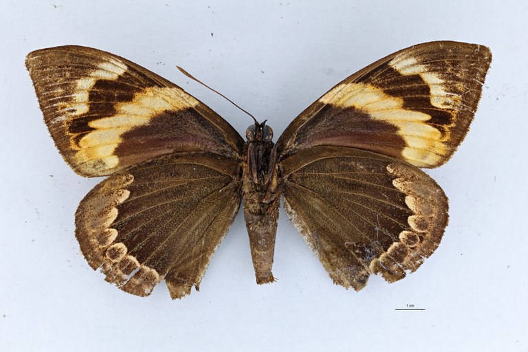 Corybantes pylades V.jpg