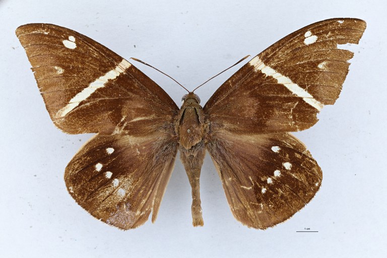 Eupalamides preissi D.jpg