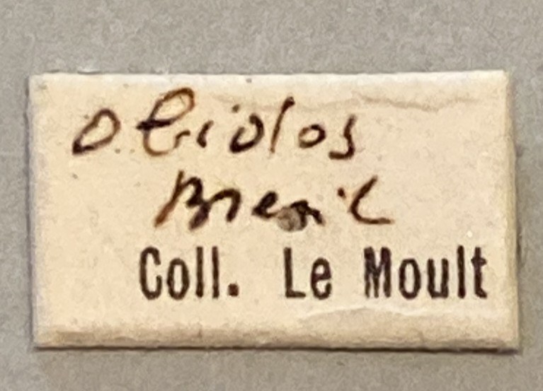 Eupalamides preissi Labels.jpeg