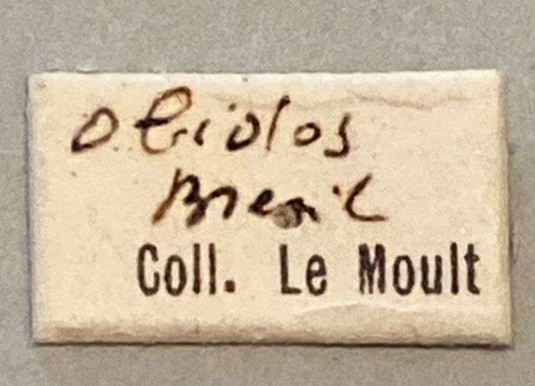 Eupalamides preissi Labels.jpeg