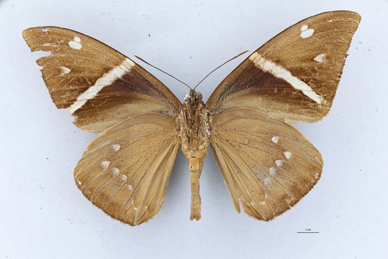 Eupalamides preissi V.jpg