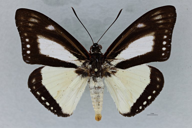 Haemonides cronida pebana M D.jpg
