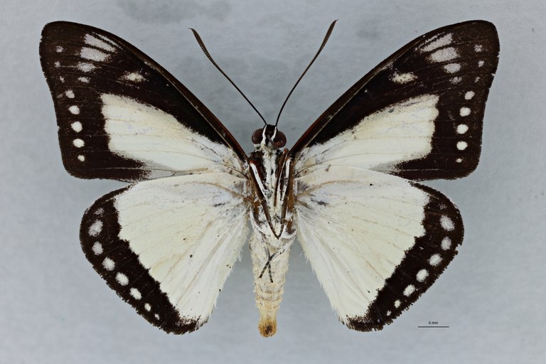 Haemonides cronida pebana M V.jpeg