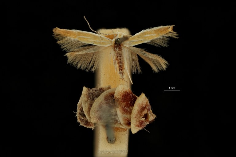 Coleophora squamella pt D ZS PMax Scaled.jpeg
