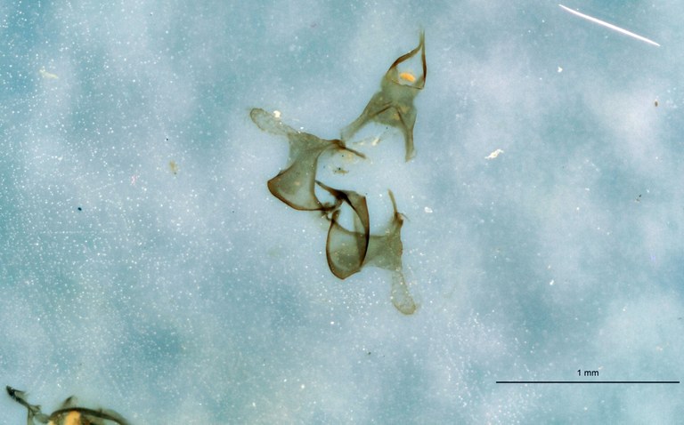 Coleophora ghorella t Blade ZS PMax.jpg