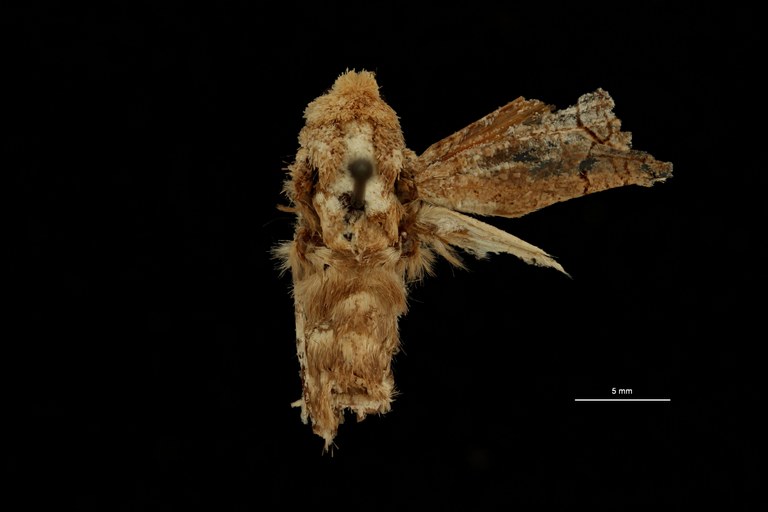 Isocossus vandeldeni ht M D ZS PMax Scaled.jpeg Isocossus vandeldeni ht M D ZS PMax Scaled.jpeg