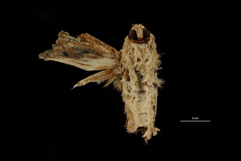 Isocossus vandeldeni ht M V ZS PMax Scaled.jpeg Isocossus vandeldeni ht M V ZS PMax Scaled.jpeg