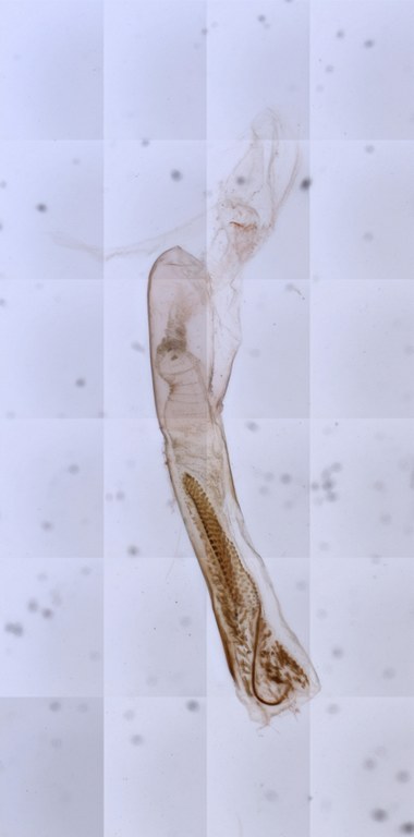 Tridrepana semptempunctata f. subtusmaculata ht 10x ZS PMax.jpg
