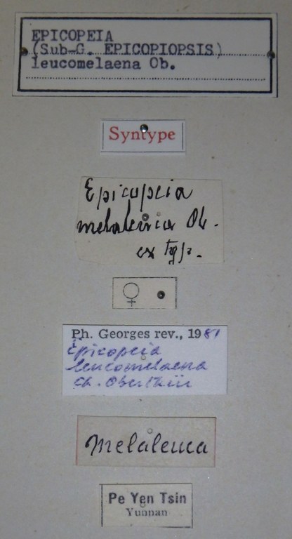 Epicopeia (Epicopiopsis) leucomelaena st Lb.jpg