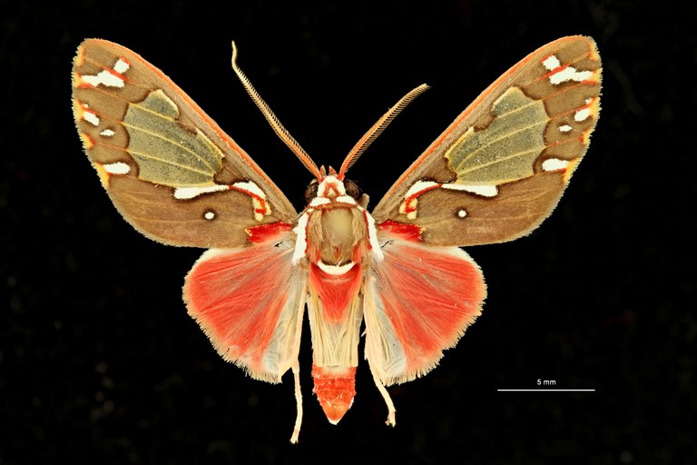 Diaphanophora kindlii pt D ZS PMax Scaled.jpeg