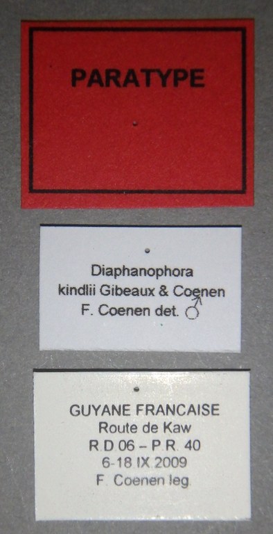 Diaphanophora kindlii pt Lb.jpg