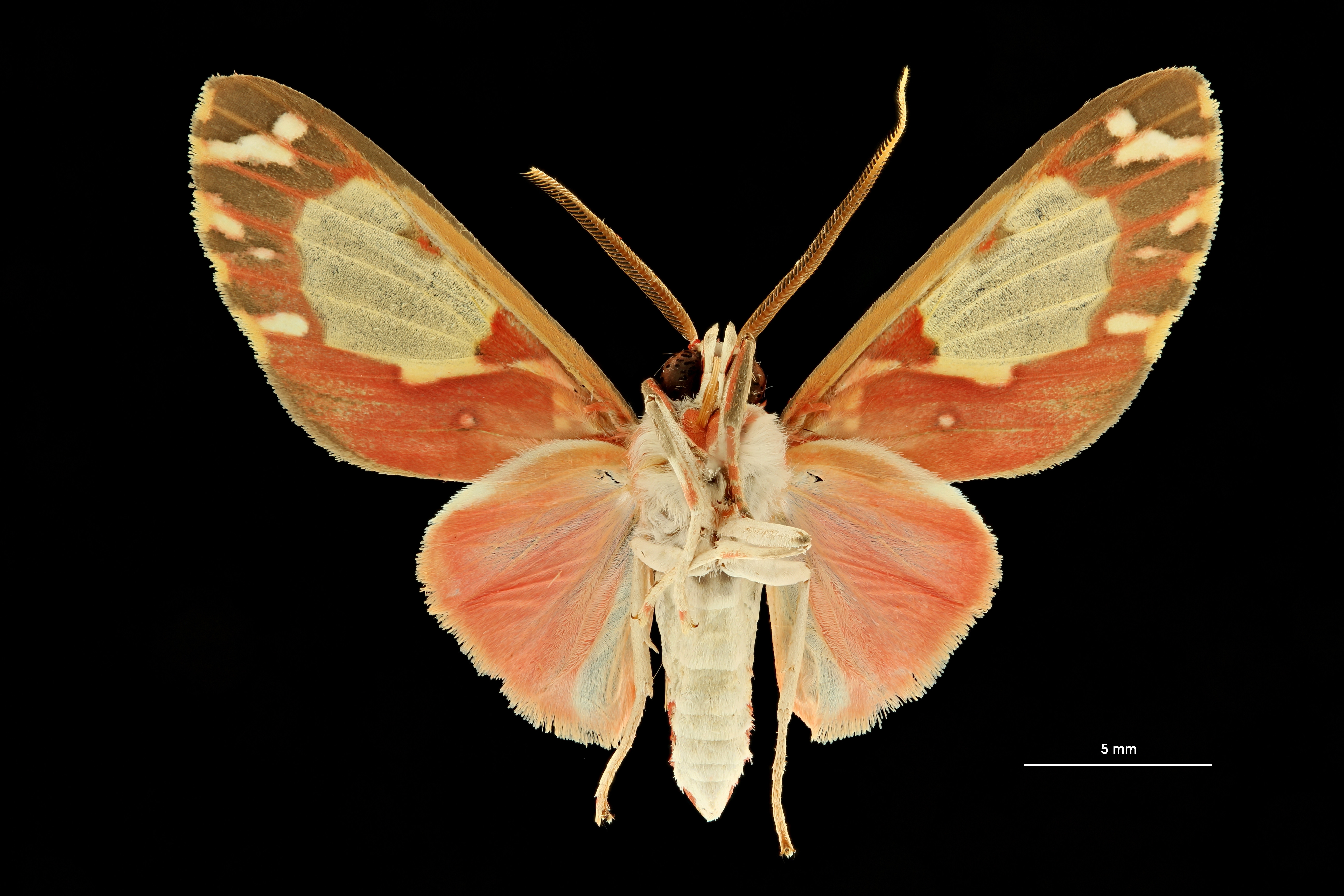 Diaphanophora kindlii pt V ZS PMax Scaled.jpeg