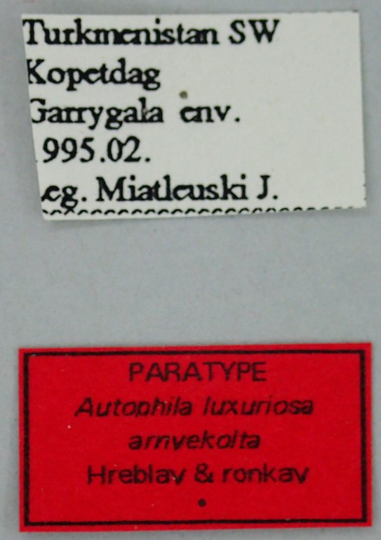 Autophila luxuriosa arnyekolta Pt Labels.jpg Autophila luxuriosa arnyekolta Pt Labels.jpg