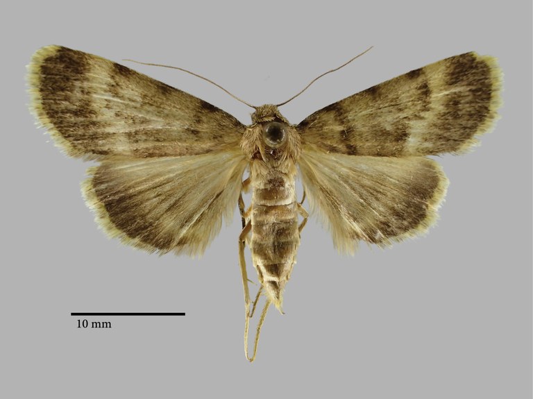 Autophila luxuriosa arnyekolta Pt D.jpg Autophila luxuriosa arnyekolta Pt D.jpg