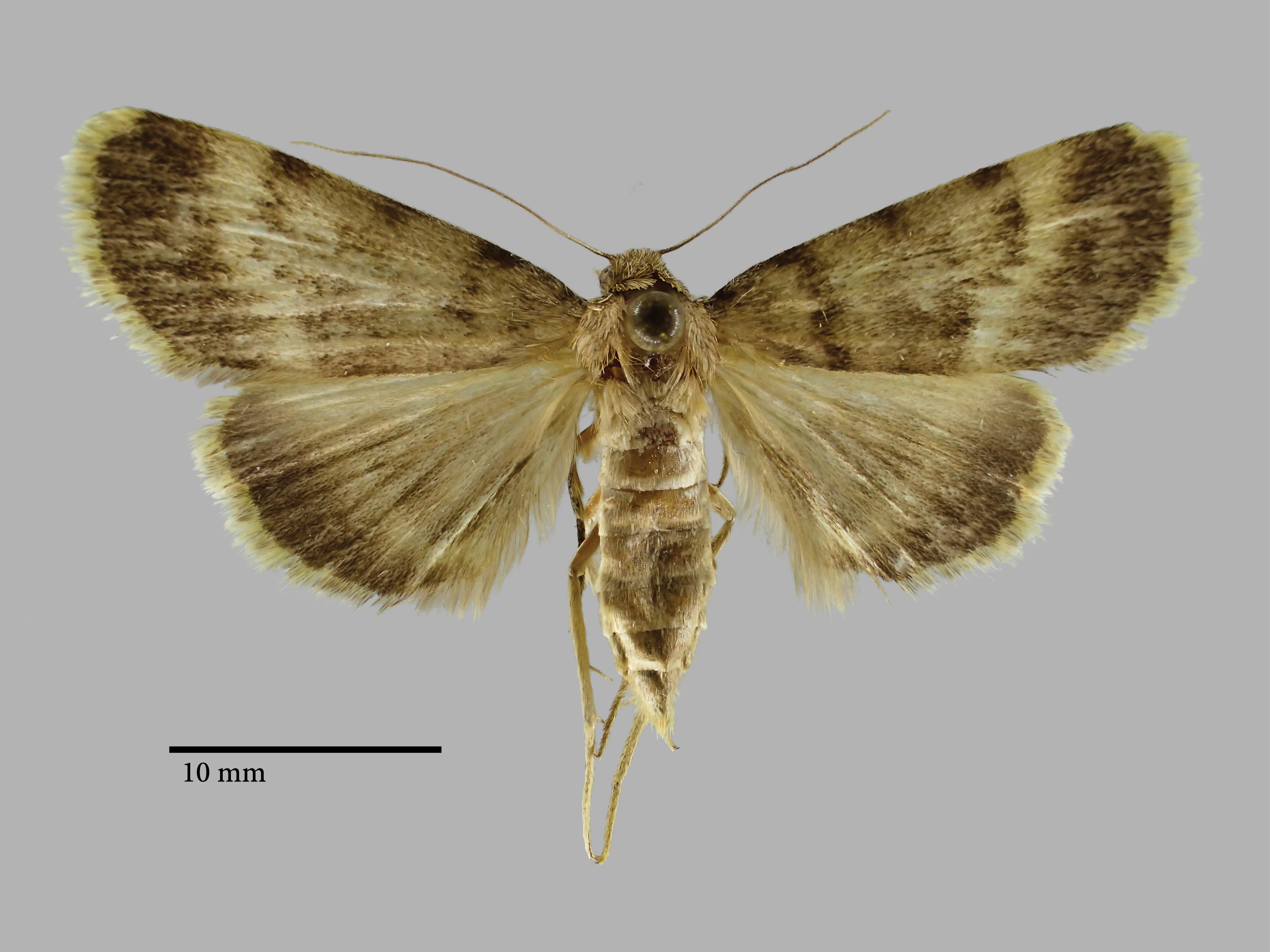 Autophila luxuriosa arnyekolta Pt D.jpg