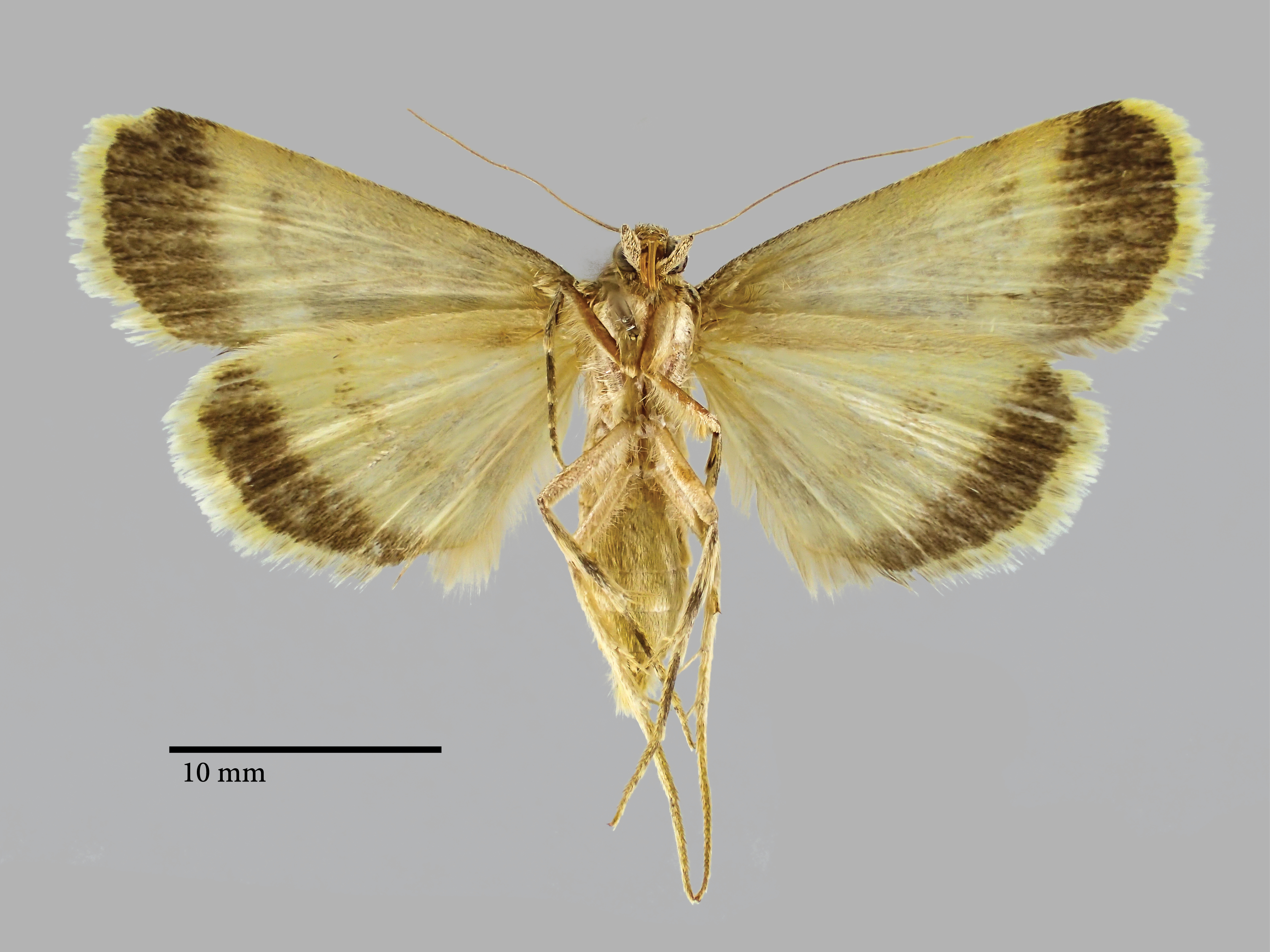 Autophila luxuriosa arnyekolta Pt V.jpg