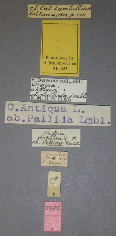 Orgyia antiqua ab. pallida t Lb.jpg