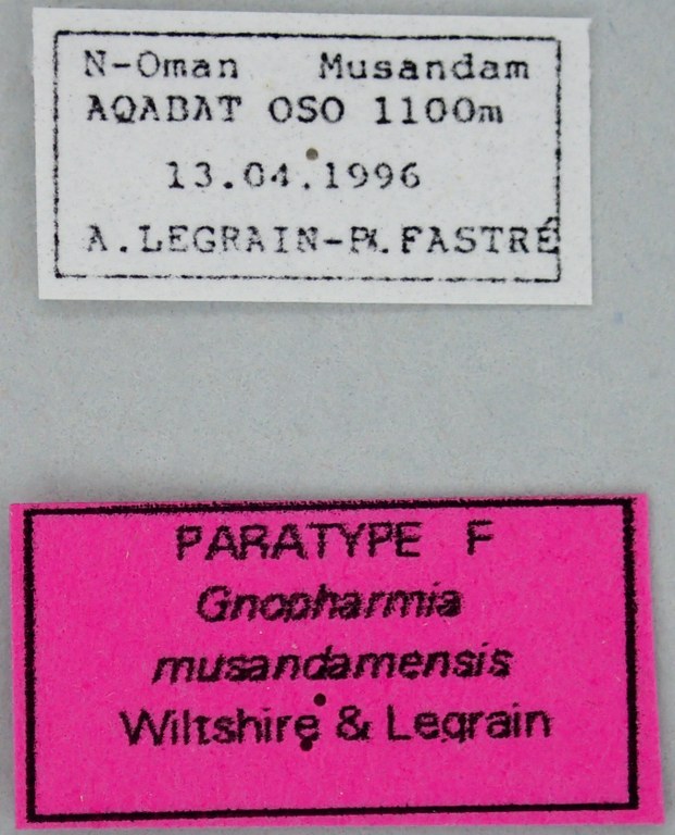 Gnopharmia musandamensis F Pt Labels.jpg