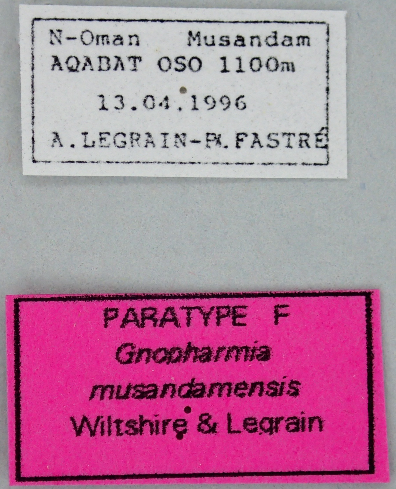 Gnopharmia musandamensis F Pt Labels.jpg