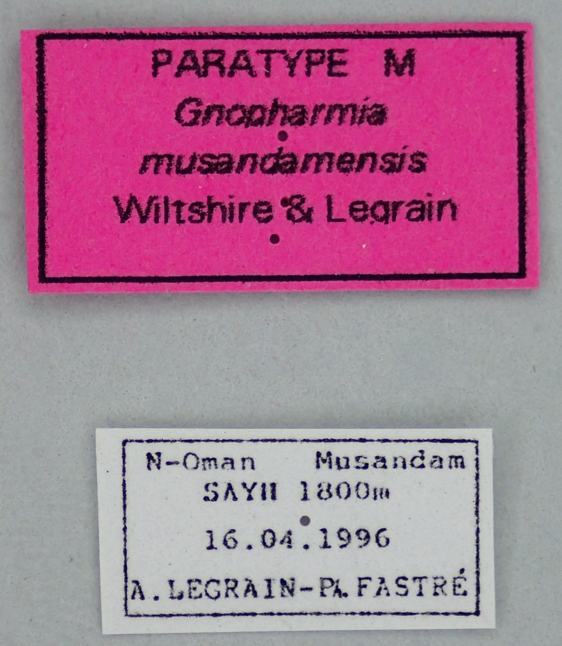 Gnopharmia musandamensis M Pt Labels.jpg