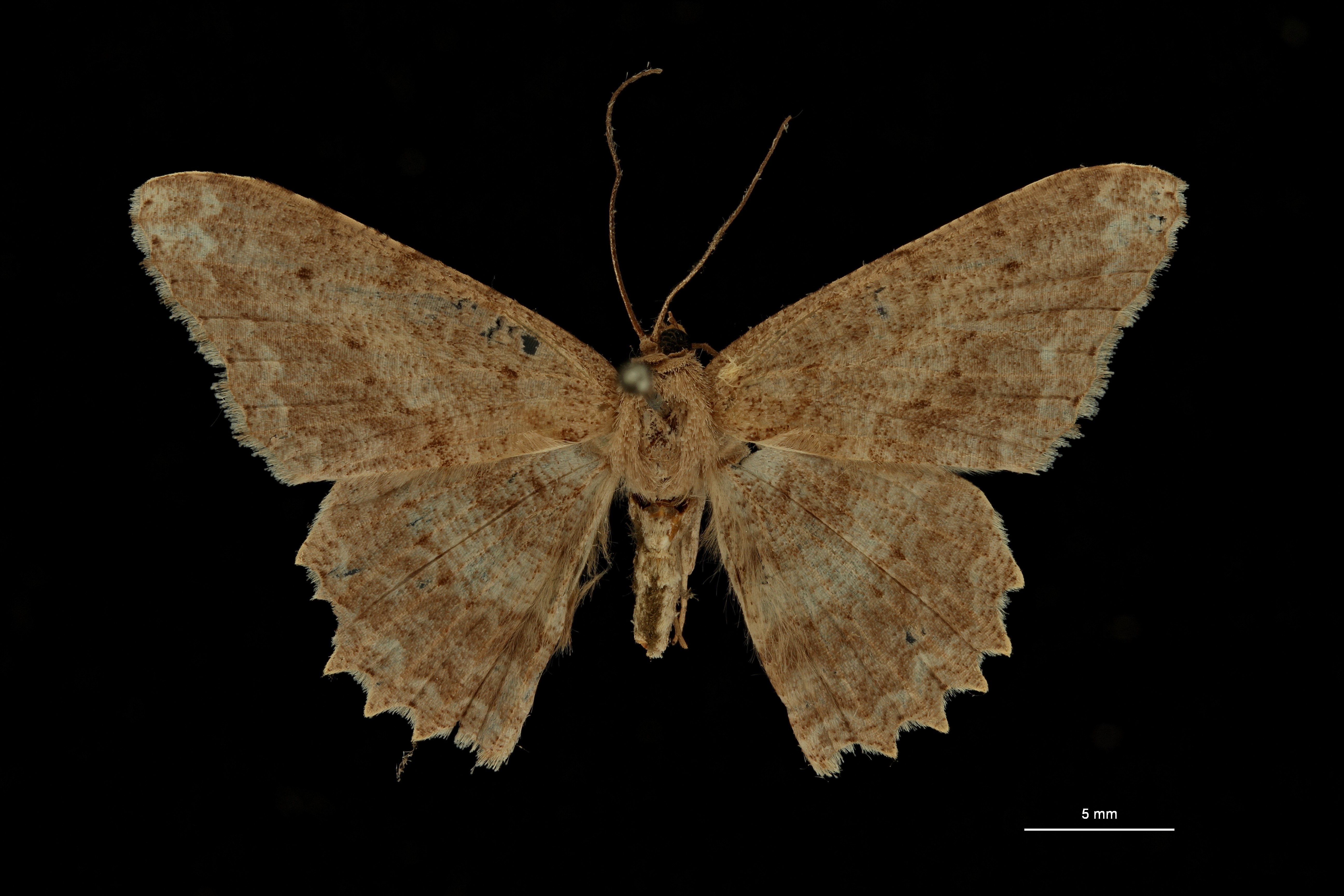 Luxiaria leithra ht D ZS PMax Scaled.jpeg