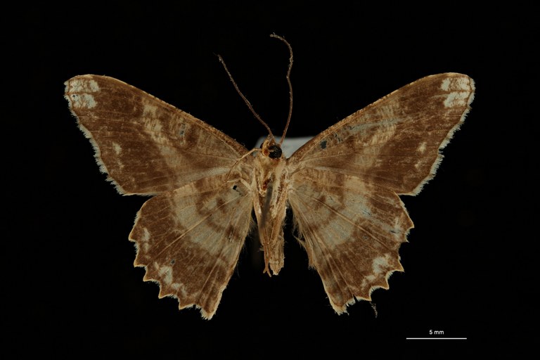 Luxiaria leithra ht V ZS PMax Scaled.jpeg