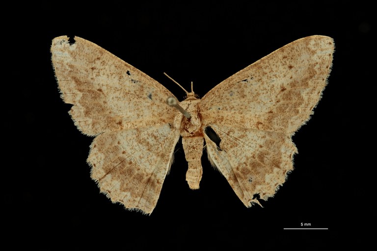 Luxiaria leithra at D ZS PMax Scaled.jpeg