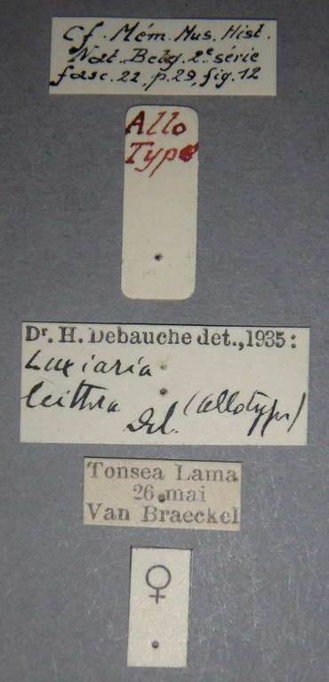 Luxiaria leithra at Lb.JPG