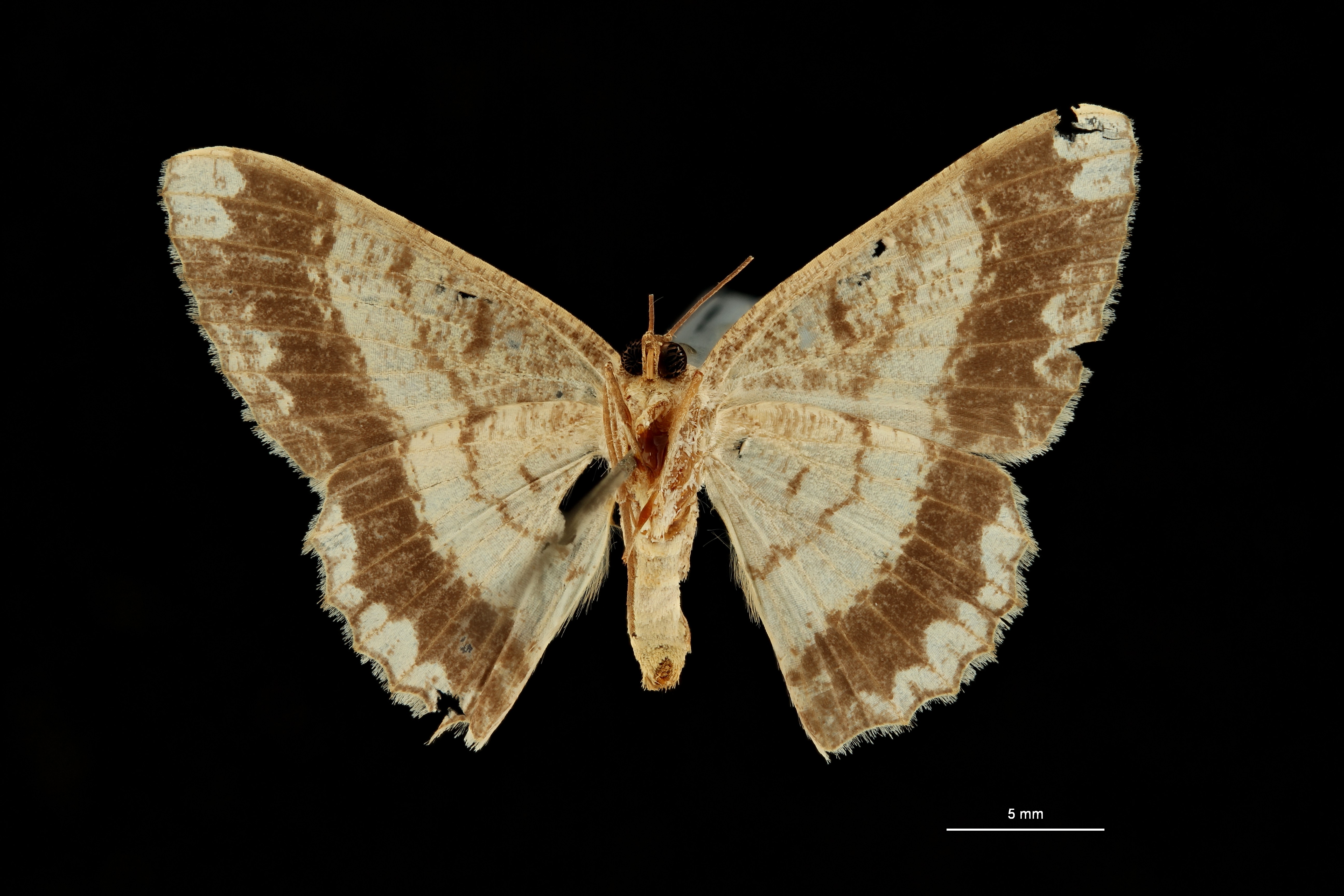 Luxiaria leithra at V ZS PMax Scaled.jpeg