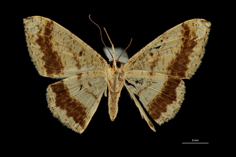 Luxiaria prouti pt V ZS PMax Scaled.jpeg