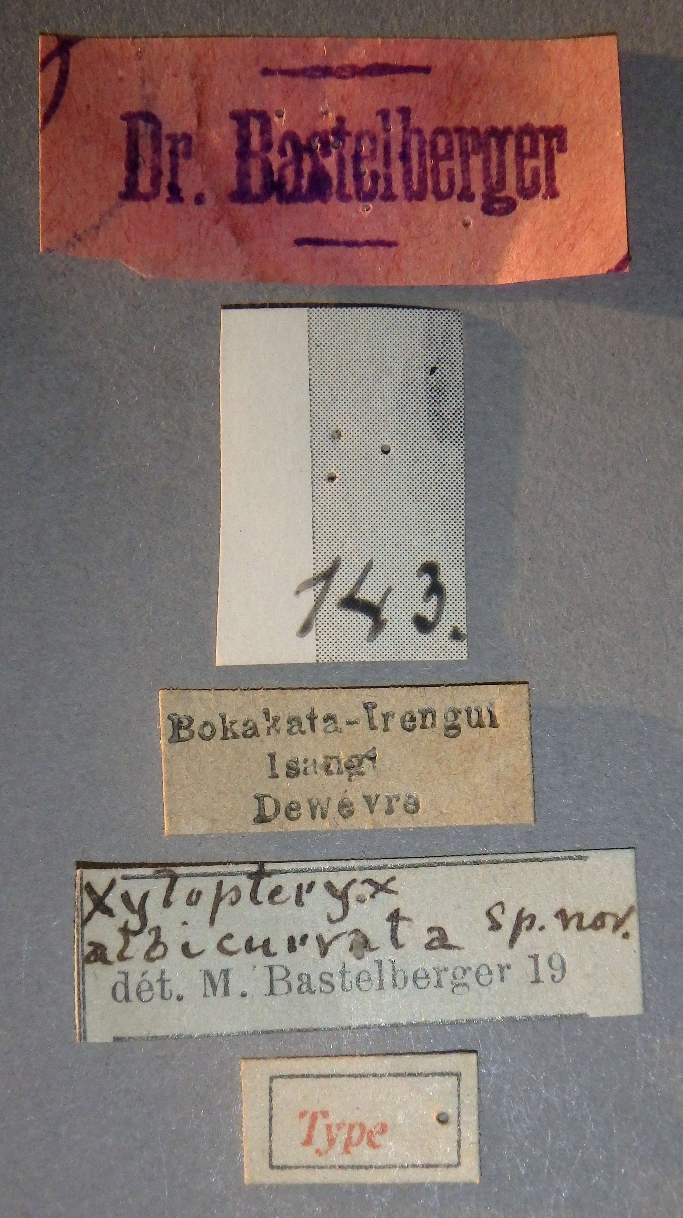 Xylopteryx albicurvata t Lb.jpg