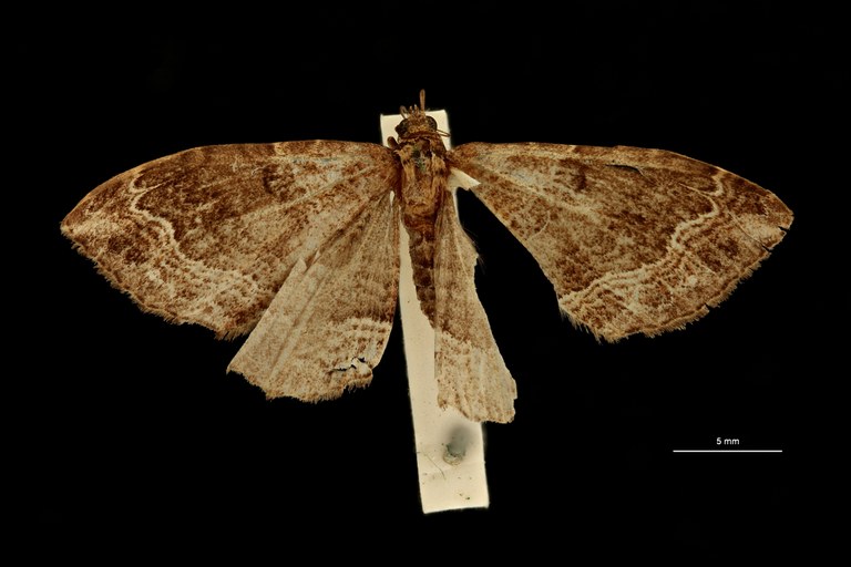 Xanthorhoe mikenaria pt D ZS PMax Scaled.jpeg