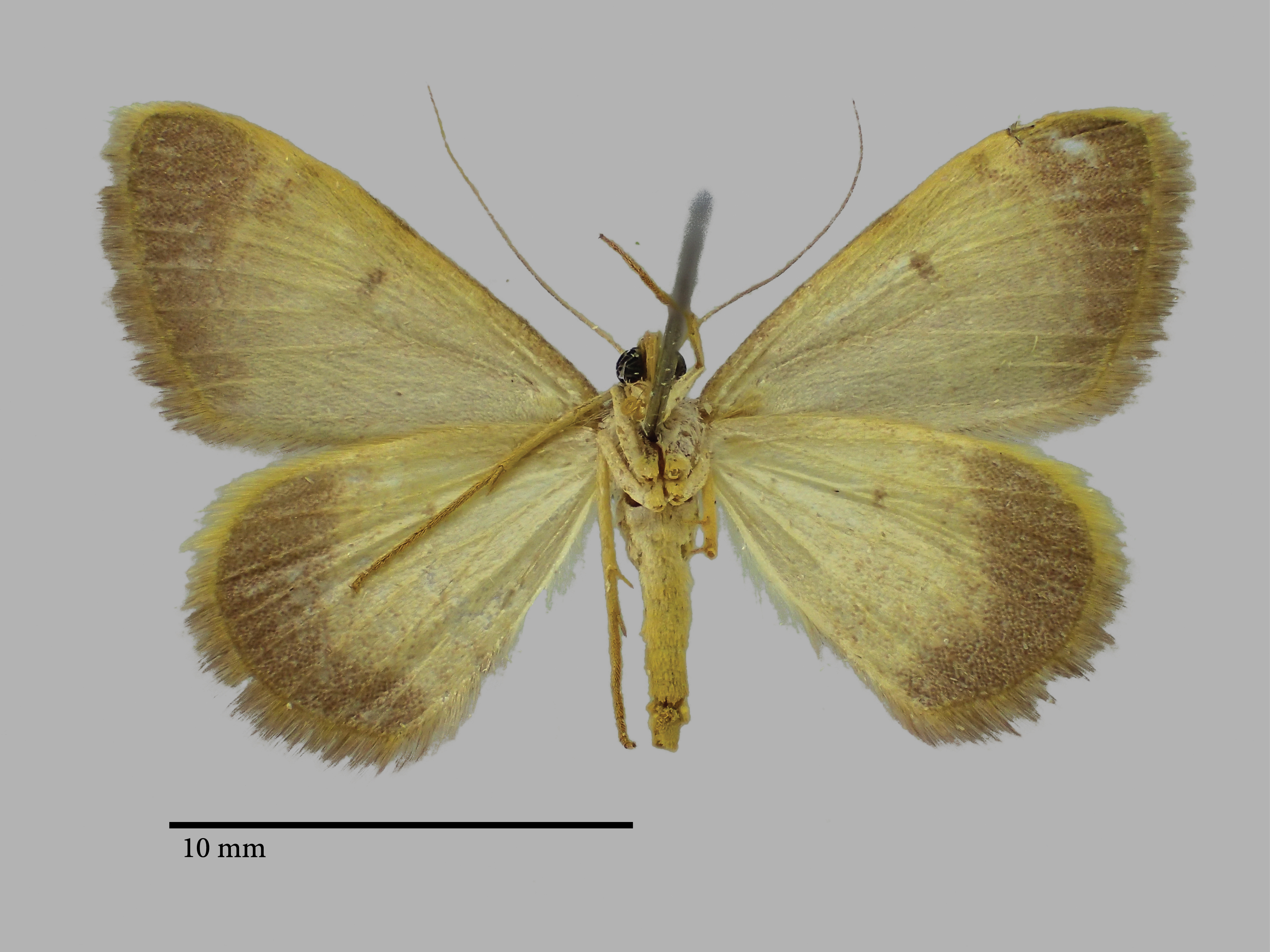 Rhodostrophia skulei pt V ZS PMax Scaled.jpg