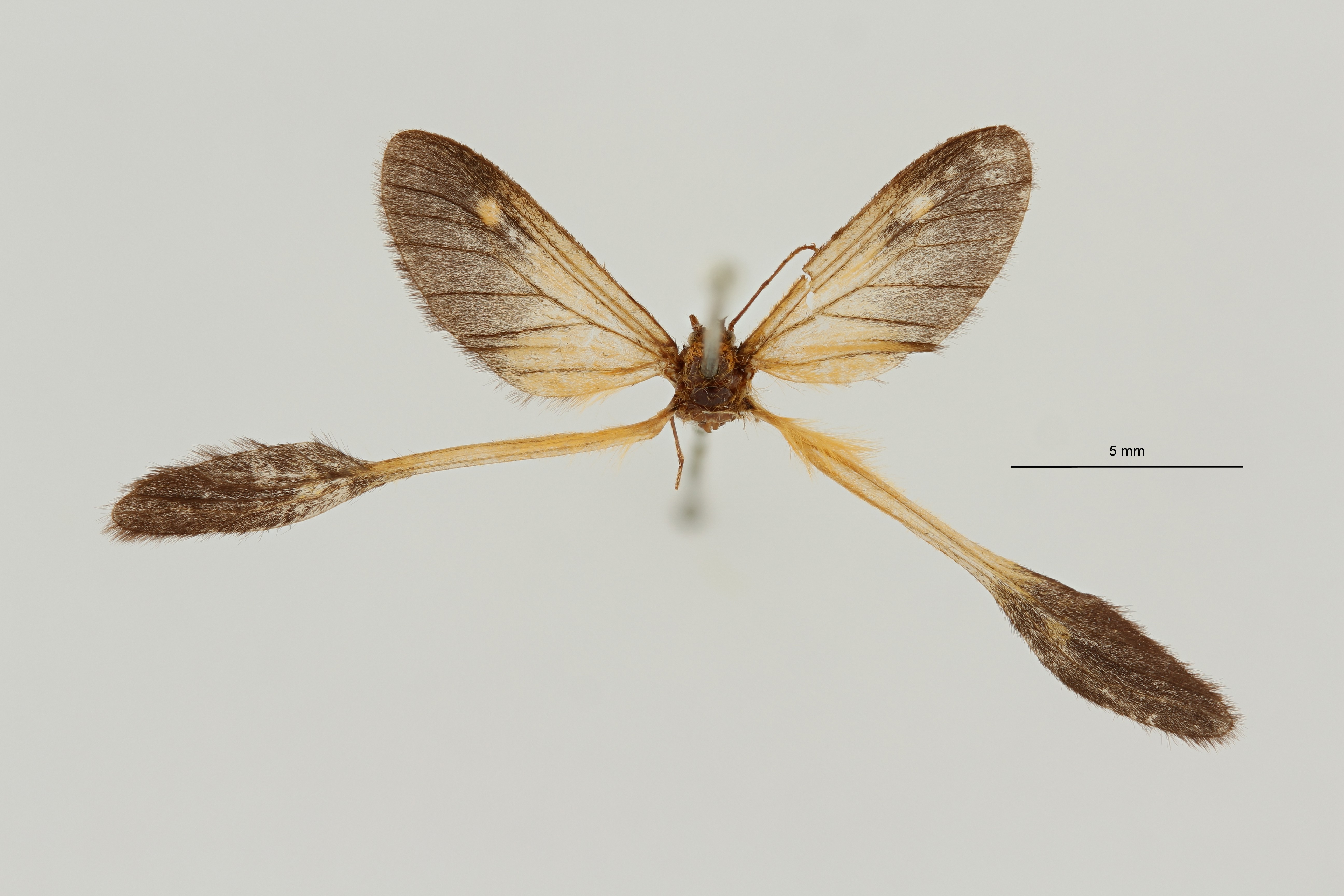 Semioptila macrodipteryx ht D ZS PMax Scaled.jpeg