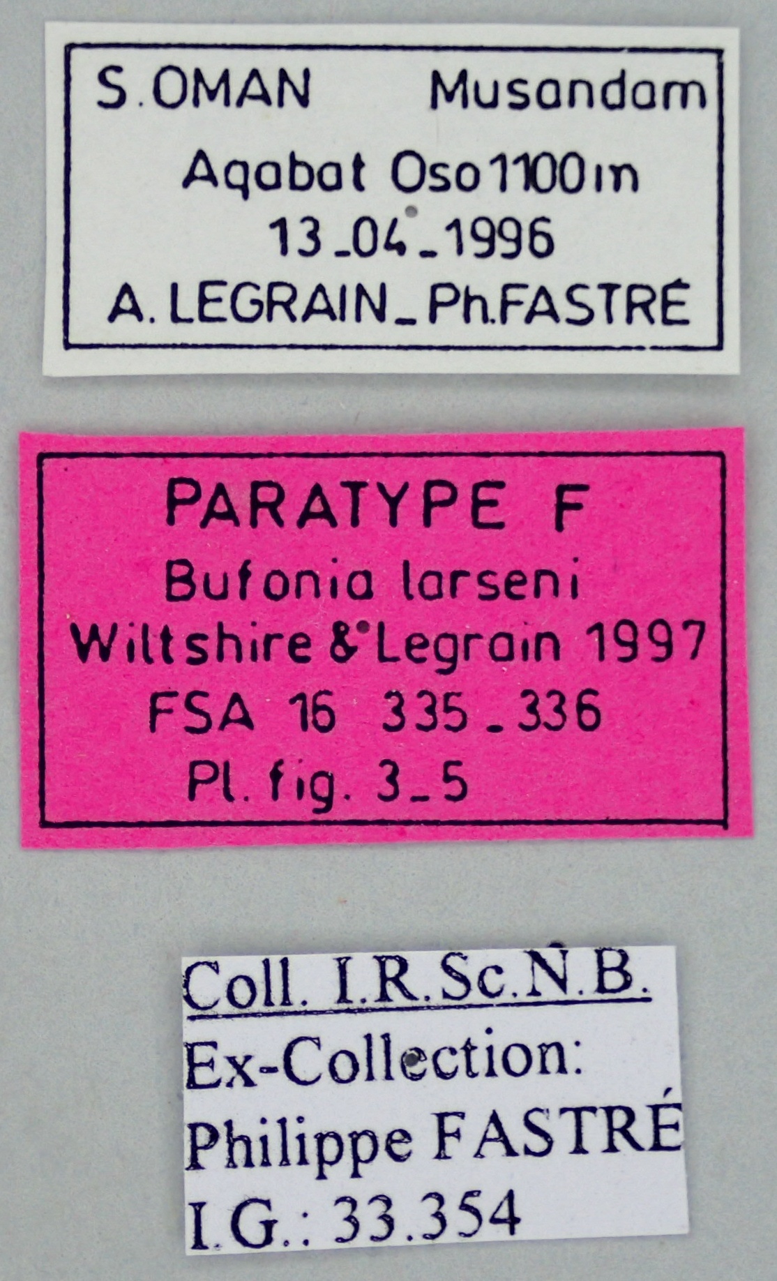 Bufoidia larseni F Pt Labels.jpg