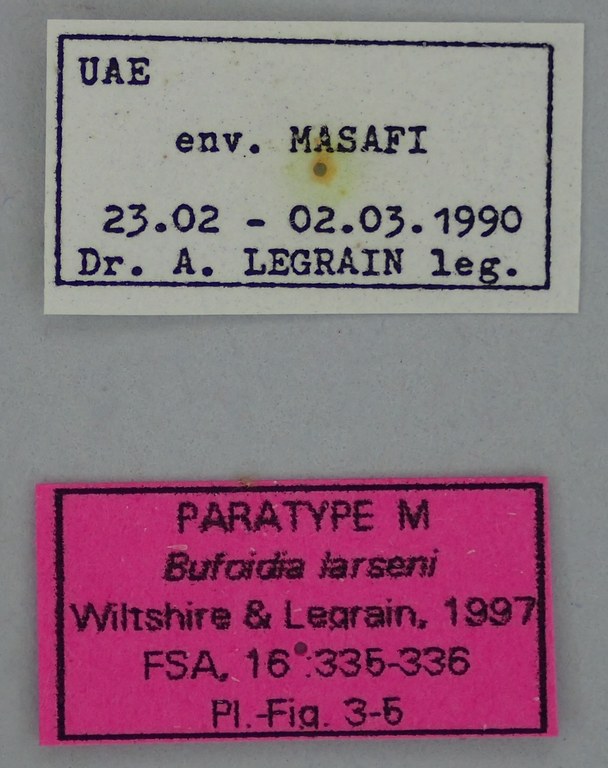 Bufoidia larseni M Pt Labels.jpg