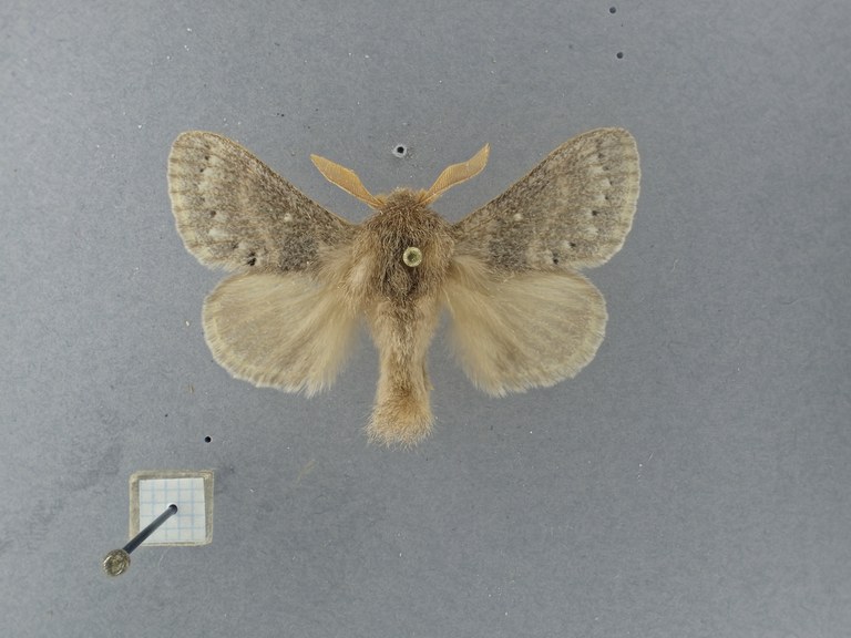 Bufoidia pittawayi M Pt D.jpg