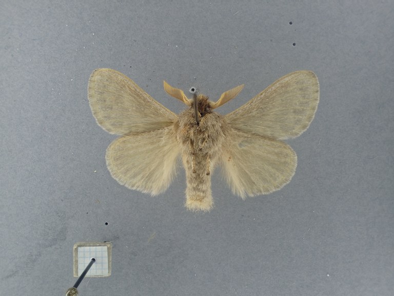 Bufoidia pittawayi M Pt V.jpg