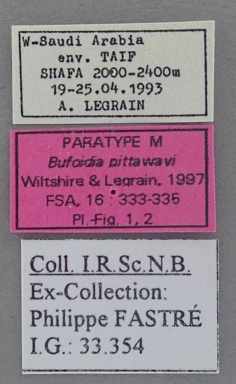 Bufoidia pittawayi M Pt Labels.jpg