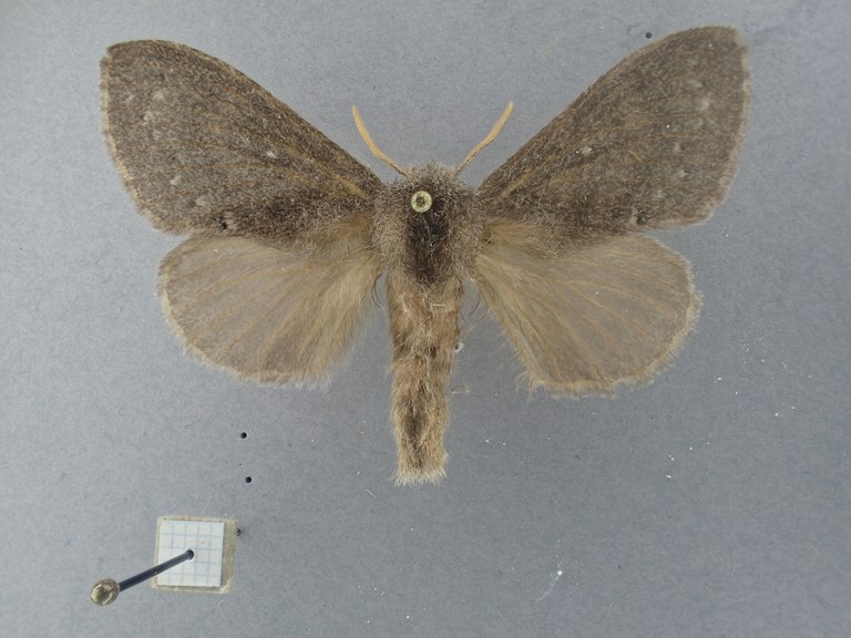 Bufoidia pittawayi F Pt D.jpg