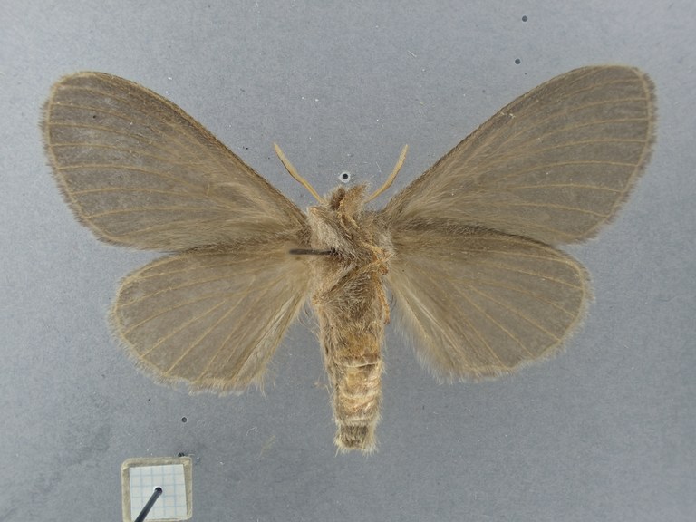 Bufoidia pittawayi F Pt V.jpg