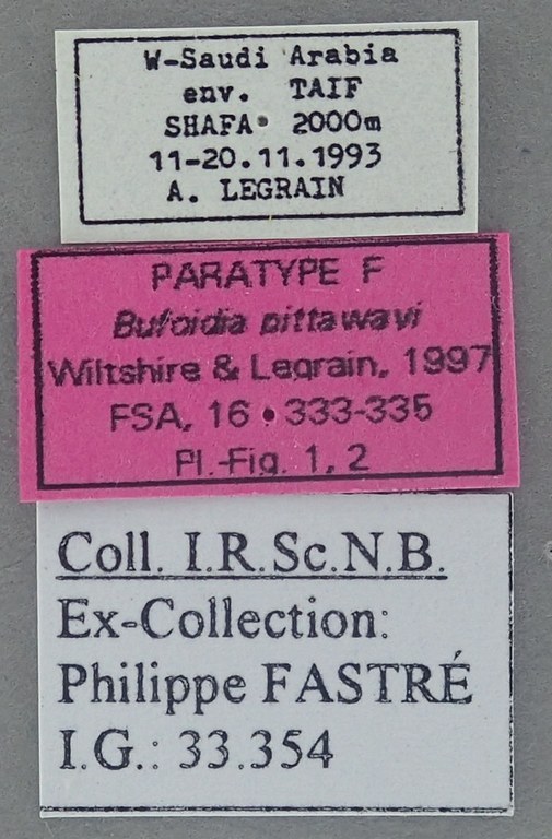 Bufoidia pittawayi F Pt Labels.jpg